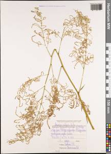 Aruncus dioicus var. kamtschaticus (Maxim.) Hara, Caucasus, Stavropol Krai, Karachay-Cherkessia & Kabardino-Balkaria (K1b) (Russia)