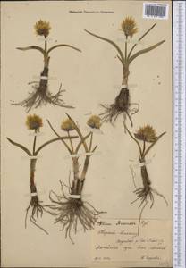 Allium semenovii Regel, Middle Asia, Northern & Central Tian Shan (M4) (Kyrgyzstan)