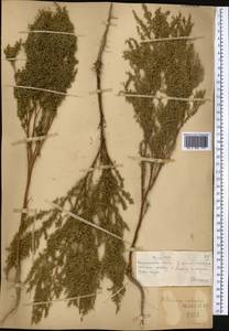 Artemisia scoparia Waldst. & Kit., Middle Asia, Muyunkumy, Balkhash & Betpak-Dala (M9) (Kazakhstan)