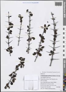 Catunaregam spinosa (Thunb.) Tirveng., South Asia, South Asia (Asia outside ex-Soviet states and Mongolia) (ASIA) (Vietnam)