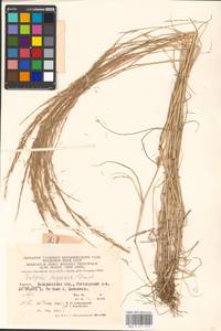 Festuca myuros L., Eastern Europe, West Ukrainian region (E13) (Ukraine)