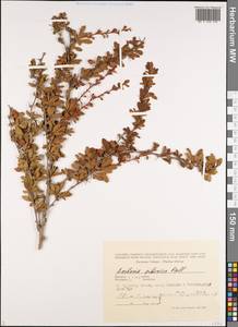 Berberis sibirica Pall., Siberia, Altai & Sayany Mountains (S2) (Russia)