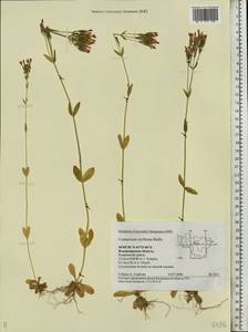 Centaurium erythraea, Eastern Europe, Central region (E4) (Russia)