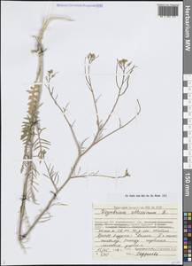 Sisymbrium altissimum L., Middle Asia, Caspian Ustyurt & Northern Aralia (M8) (Kazakhstan)