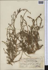 Polycnemum majus A.Braun, Middle Asia, Western Tian Shan & Karatau (M3) (Kazakhstan)