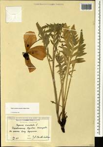 Papaver setiferum Goldblatt, Caucasus, Georgia (K4) (Georgia)