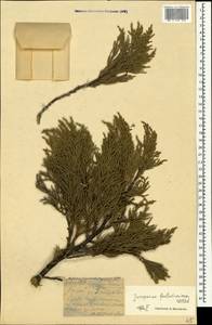 Juniperus foetidissima Willd., Crimea (KRYM) (Russia)
