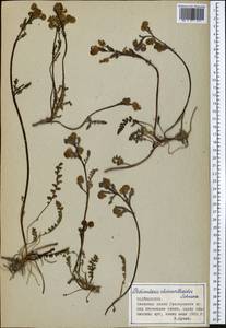 Pedicularis rhinanthoides, Middle Asia, Pamir & Pamiro-Alai (M2) (Tajikistan)