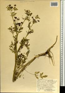 Sphallerocarpus gracilis (Besser ex Trevis.) Koso-Pol., Mongolia (MONG) (Mongolia)