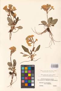 Primula × polyantha Mill., Western Europe (EUR) (Bosnia and Herzegovina)