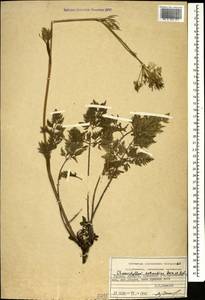 Chaerophyllum astrantiae Boiss. & Balansa, Caucasus, Georgia (K4) (Georgia)