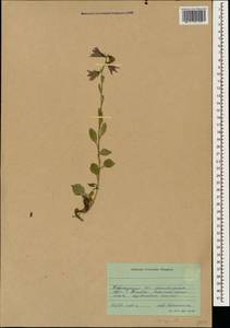 Campanula, Caucasus, Krasnodar Krai & Adygea (K1a) (Russia)