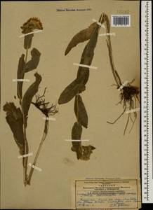 Pentanema auriculatum (Boiss. & Balansa) D. Gut. Larr., Santos-Vicente, Anderb., E. Rico & M. M. Mart. Ort., Caucasus, Armenia (K5) (Armenia)