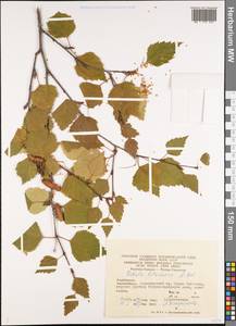 Betula pubescens var. litwinowii (Doluch.) Ashburner & McAll., Caucasus, Azerbaijan (K6) (Azerbaijan)
