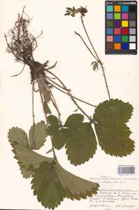 Fragaria ×ananassa (Weston) Rozier, Eastern Europe, Moscow region (E4a) (Russia)