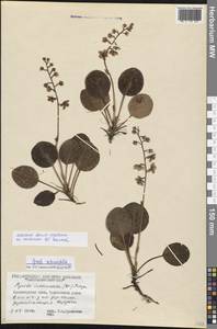 Pyrola rotundifolia L., Siberia, Central Siberia (S3) (Russia)