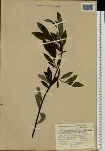 Salix phylicifolia L., Eastern Europe, Northern region (E1) (Russia)