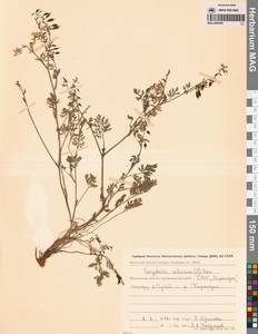 Corydalis sibirica (L.fil.) Pers., Siberia, Chukotka & Kamchatka (S7) (Russia)