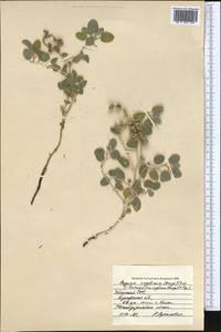 Tournefortia sogdiana (Bunge) Popov, Middle Asia, Syr-Darian deserts & Kyzylkum (M7) (Uzbekistan)