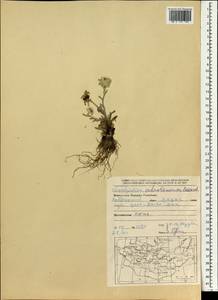 Leontopodium leontopodinum (DC.) Hand.-Mazz., Mongolia (MONG) (Mongolia)