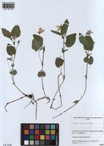 Viola canina subsp. ruppii (All.) Schübl. & G. Martens, Siberia, Altai & Sayany Mountains (S2) (Russia)