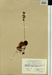 Pyrola dahurica (Andres) Kom., Siberia, Central Siberia (S3) (Russia)