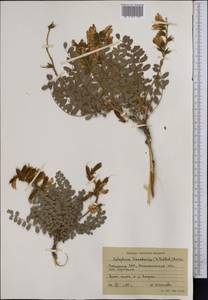 Calophaca tianschanica (B.Fedtsch.)Boriss., Middle Asia, Western Tian Shan & Karatau (M3) (Uzbekistan)