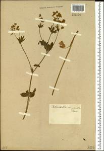 Potentilla chrysantha Trevir., Siberia (no precise locality) (S0) (Russia)