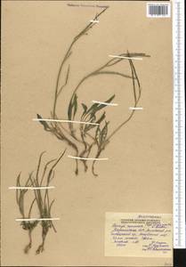 Parrya runcinata (Regel & Schmalh.) N. Busch, Middle Asia, Pamir & Pamiro-Alai (M2) (Tajikistan)