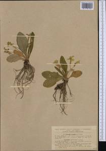Primula vulgaris subsp. vulgaris, Western Europe (EUR) (Romania)