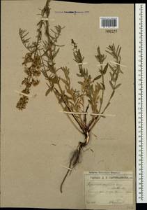 Hypericum lydium Boiss., Crimea (KRYM) (Russia)