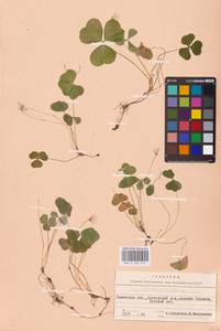 Oxalis acetosella L., Eastern Europe, West Ukrainian region (E13) (Ukraine)