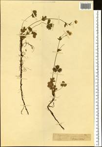 Potentilla crantzii subsp. gelida (C. A. Mey.) Soják, Siberia, Western (Kazakhstan) Altai Mountains (S2a) (Kazakhstan)