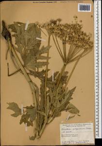 Heracleum freynianum Sommier & Levier, Caucasus, South Ossetia (K4b) (South Ossetia)