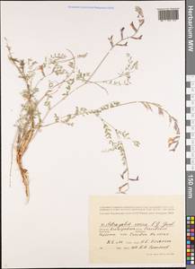 Astragalus varius S.G.Gmel., Eastern Europe, Lower Volga region (E9) (Russia)