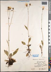 Hieracium taigense Schischk. & Serg., Siberia, Western Siberia (S1) (Russia)