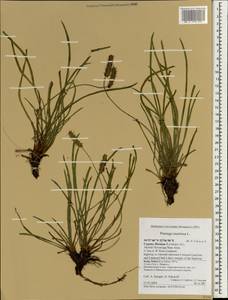 Plantago maritima L., South Asia, South Asia (Asia outside ex-Soviet states and Mongolia) (ASIA) (Cyprus)