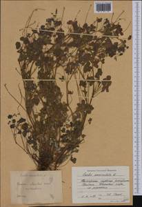 Oxalis corniculata L., Western Europe (EUR) (Bulgaria)