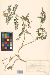 Astragalus cicer L., Eastern Europe, Moscow region (E4a) (Russia)