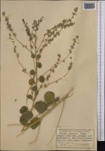 Cullen drupaceum (Bunge)C.H.Stirt., Middle Asia, Western Tian Shan & Karatau (M3) (Uzbekistan)