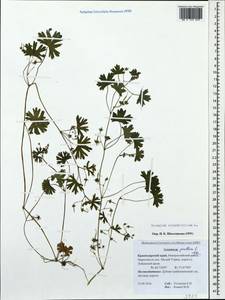 Geranium rotundifolium L., Caucasus, Krasnodar Krai & Adygea (K1a) (Russia)