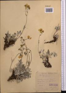 Potentilla hololeuca Boiss., Middle Asia, Western Tian Shan & Karatau (M3)