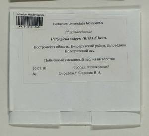 Herzogiella seligeri (Brid.) Z. Iwats., Bryophytes, Bryophytes - Middle Russia (B6) (Russia)