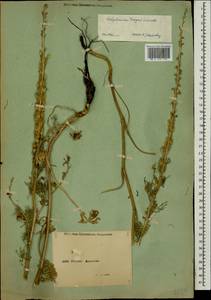Delphinium freynii Conrath, Caucasus, Armenia (K5) (Armenia)