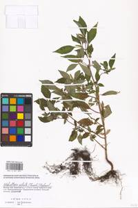 Elsholtzia ciliata (Thunb.) Hyl., Eastern Europe, Moscow region (E4a) (Russia)