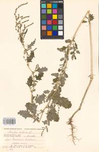 Atriplex tatarica L., Eastern Europe, Moscow region (E4a) (Russia)