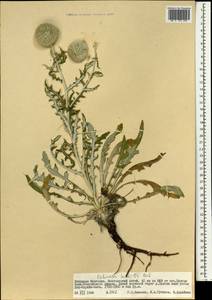 Echinops humilis M. Bieb., Mongolia (MONG) (Mongolia)