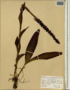 Satyrium coriophoroides A.Rich., Africa (AFR) (Ethiopia)