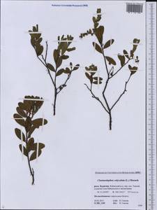 Chamaedaphne calyculata (L.) Moench, Siberia, Baikal & Transbaikal region (S4) (Russia)