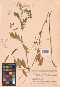 Lathyrus palustris L., Eastern Europe, North Ukrainian region (E11) (Ukraine)